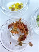 Сухоцветы в ассортименте в баночке 2082461215894