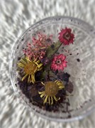 Набор сухоцветов № 6 2098627276913