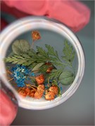 Набор сухоцветов № 8 2018760456027