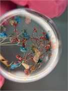 Набор сухоцветов № 21 2011760270532