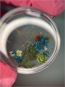 Набор сухоцветов № 3 2093901773102