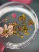 Набор сухоцветов № 14 2033015372242