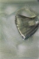 Гель-лак Lakres Garden Cat eye 1, 5 мл 2000000067964