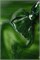 Гель-лак Lakres Garden Cat eye 4, 5 мл 2000000068039