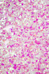 Крем краска  Lakres Umka 3, 5 мл