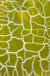 Лак кракелюр Lakres №5 оливковый , 10 мл