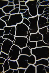 Лак кракелюр Lakres №8 черный , 10 мл