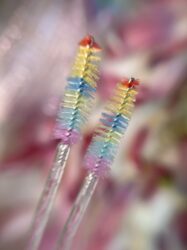 Щеточки (браши) для ресниц и бровей радужная 50 шт